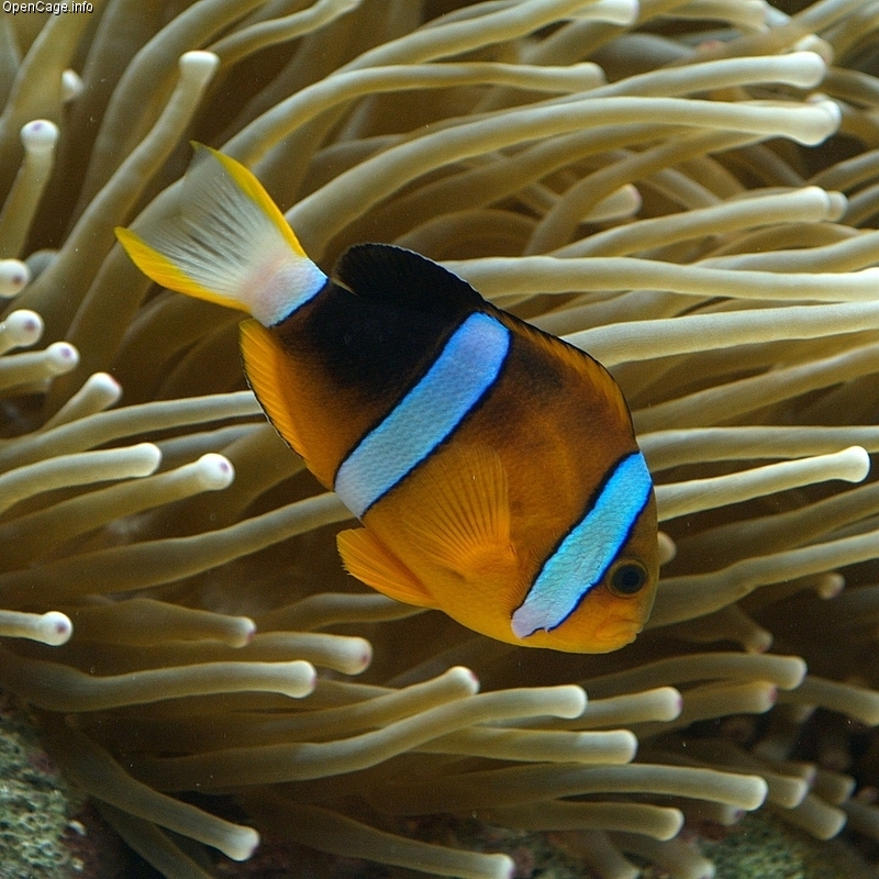 Amphiprion Clarkii Bennett 1830